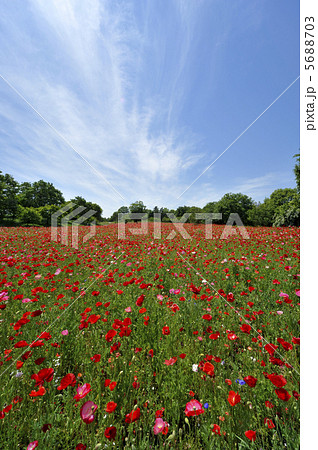 ポピー畑 ポピー畑 5688703
