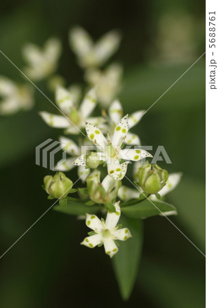 アケボノソウ 5688761