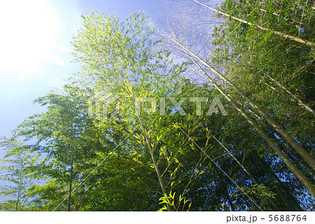 竹林と青空 5688764