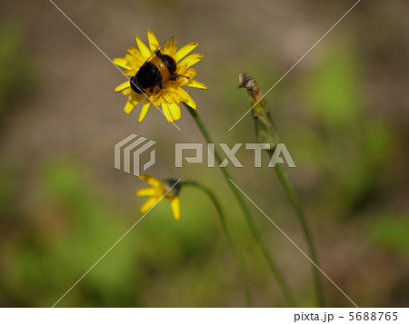 オオハナアブ 5688765