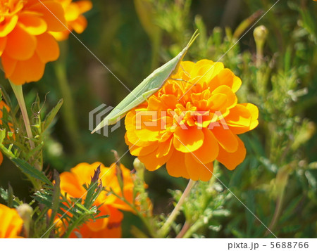 おんぶバッタ おんぶバッタ 5688766