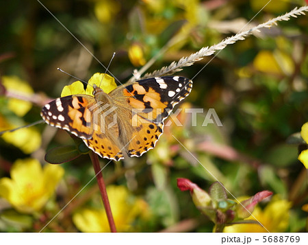 ヒメアカタテハ ヒメアカタテハ 5688769