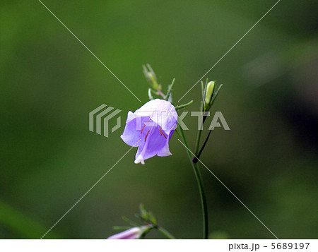 ツリガネニンジン 5689197