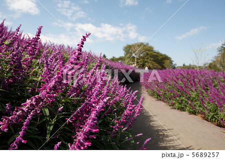 アメジストセージの咲く小道 5689257