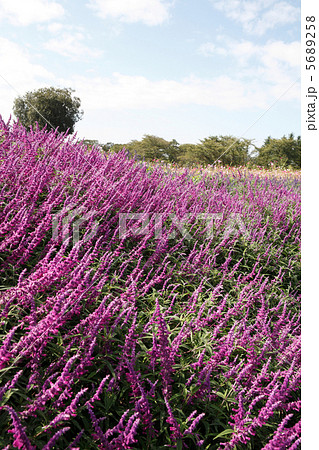 満開のアメジストセージ 5689258