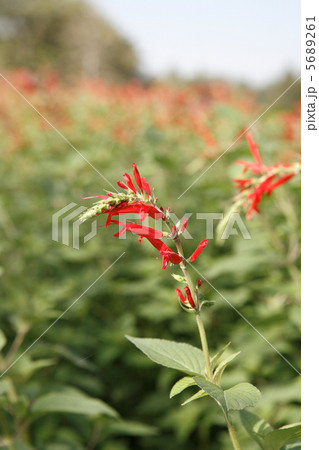 パイナップルセージアップ 5689261