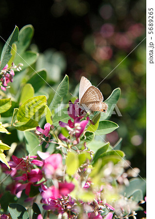 シジミチョウ シジミチョウ 5689265