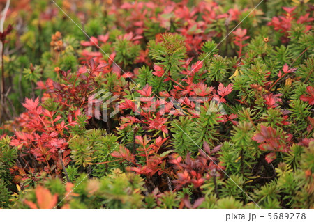 チングルマの草紅葉 5689278