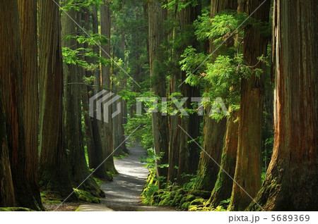 戸隠神社参道 5689369