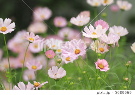 コスモス 5689669