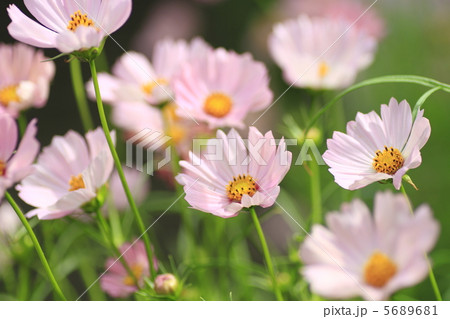 コスモス 5689681