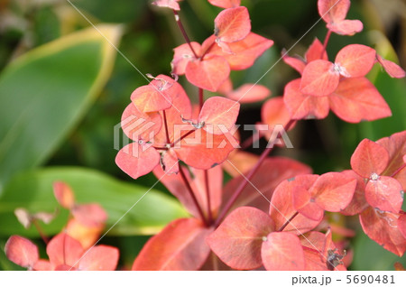 ハクサンタイゲキ 5690481