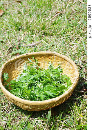 春のヨモギ摘み 5690688