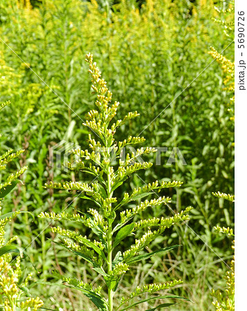 セイタカアワダチソウ（背高泡立草） 5690726