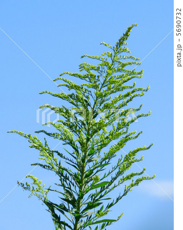 セイタカアワダチソウ（背高泡立草） 5690732