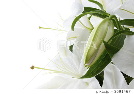 ゆり ゆり 5691467