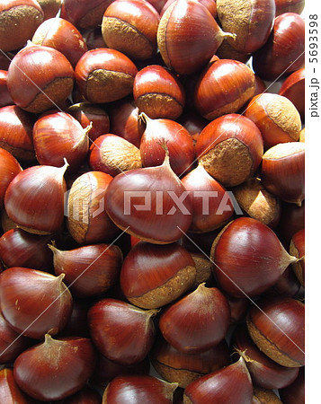 秋の味覚 栗 秋の味覚 栗 5693598