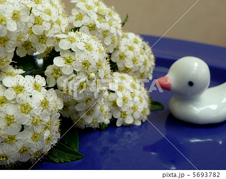 春の花 コデマリ 春の花 コデマリ 5693782