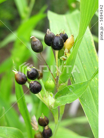 ハトムギ 5694342