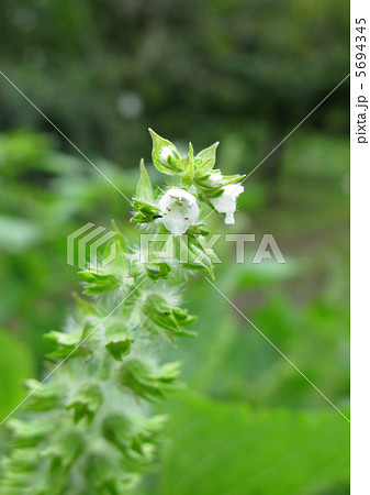 エゴマの花 5694345