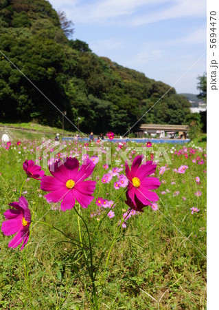 コスモス コスモス 5694470