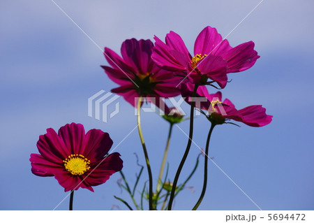 コスモス 5694472