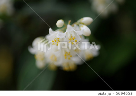 卯の花 卯の花 5694653
