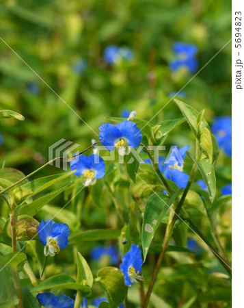 ツユクサ 5694823