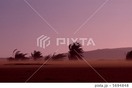 砂嵐ゆれるヤシの木 砂嵐ゆれるヤシの木 5694848