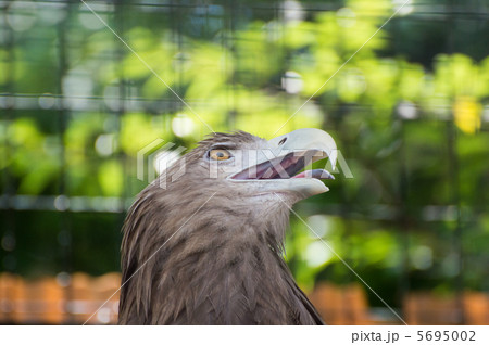 オジロワシ 天王寺動物園 オジロワシ 天王寺動物園 5695002