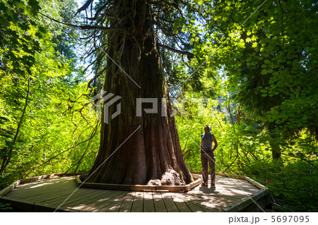 Green forest 5697095
