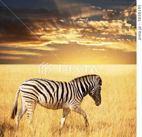 Zebra Zebra 5698195
