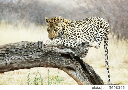 Leopard on tree 5698346