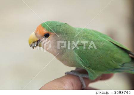 コザクラインコ 5698746