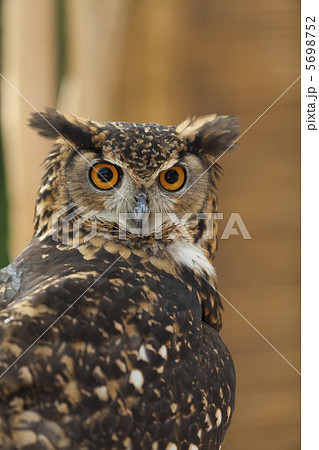 ベンガルワシミミズク 5698752