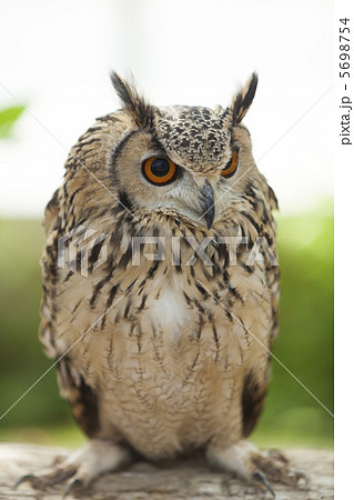 ベンガルワシミミズク 5698754