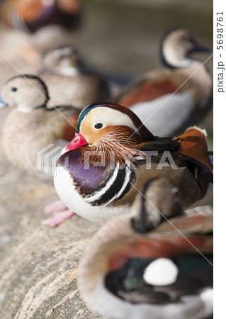 オシドリ オシドリ 5698761