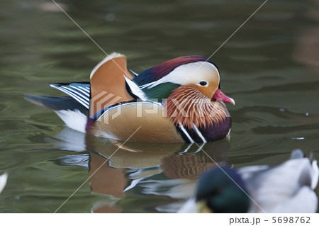 オシドリ オシドリ 5698762