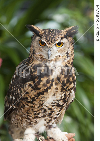 ベンガルワシミミズク 5698764