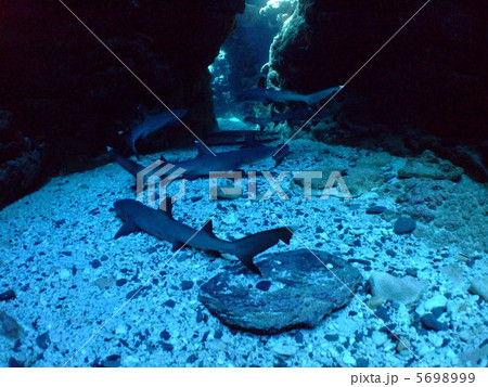 ネムリブカ　サメ　シャーク 5698999