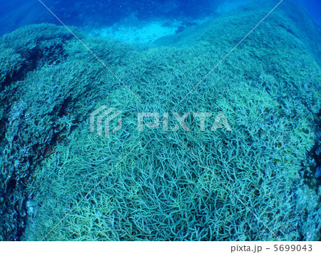 サンゴ 珊瑚礁 沖縄 慶良間諸島 サンゴ 珊瑚礁 沖縄 慶良間諸島 5699043