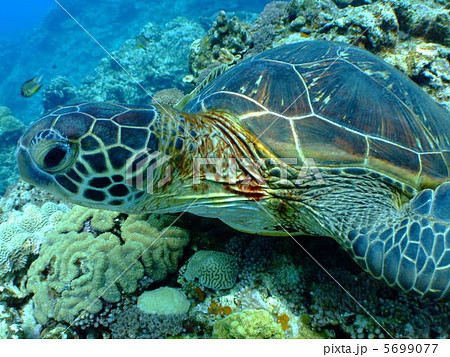 カメ　アオウミガメ　海がめ　沖縄 5699077