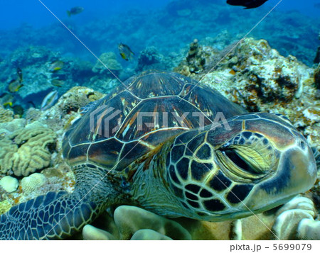 カメ　アオウミガメ　海がめ　沖縄 5699079