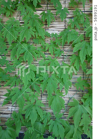 グリーンカーテン 5699191