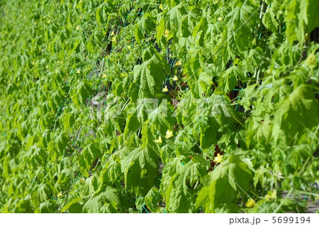 グリーンカーテン 5699194