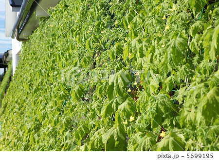 グリーンカーテン 5699195