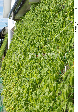 グリーンカーテン 5699196