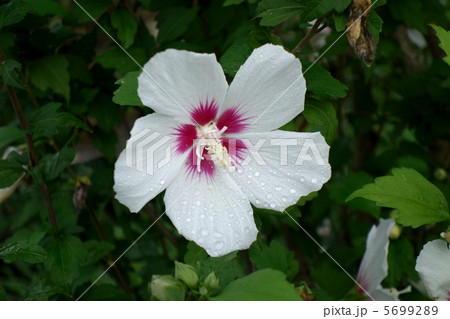 ムクゲの花 ムクゲの花 5699289