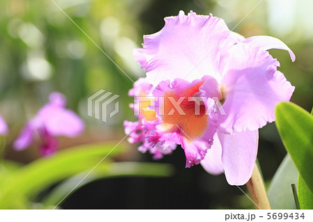 カトレア カトレア 5699434