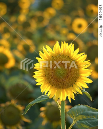 ヒマワリのクローズアップ 5699498